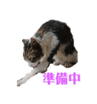 3匹のにゃんこたち（個別スタンプ：27）