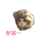 3匹のにゃんこたち（個別スタンプ：28）