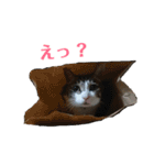3匹のにゃんこたち（個別スタンプ：29）