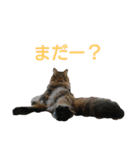 3匹のにゃんこたち（個別スタンプ：30）