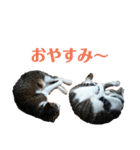 3匹のにゃんこたち（個別スタンプ：31）
