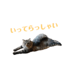 3匹のにゃんこたち（個別スタンプ：32）