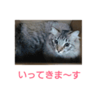 3匹のにゃんこたち（個別スタンプ：34）