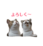3匹のにゃんこたち（個別スタンプ：35）