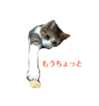 3匹のにゃんこたち（個別スタンプ：37）