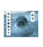 水族館な仲間達（個別スタンプ：1）