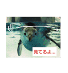 水族館な仲間達（個別スタンプ：13）