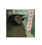 水族館な仲間達（個別スタンプ：14）