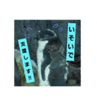 水族館な仲間達（個別スタンプ：15）