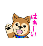 ☆柴犬リクのスタンプ パート2☆（個別スタンプ：21）