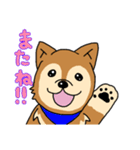 ☆柴犬リクのスタンプ パート2☆（個別スタンプ：40）