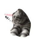 猫ちゃん 汪星人（個別スタンプ：2）