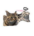 猫ちゃん 汪星人（個別スタンプ：3）