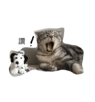 猫ちゃん 汪星人（個別スタンプ：5）