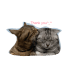 猫ちゃん 汪星人（個別スタンプ：7）