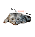 猫ちゃん 汪星人（個別スタンプ：8）
