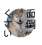 柴犬メルのスタンプ（個別スタンプ：1）