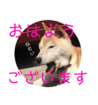 柴犬メルのスタンプ（個別スタンプ：2）
