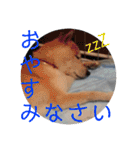 柴犬メルのスタンプ（個別スタンプ：3）
