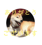 柴犬メルのスタンプ（個別スタンプ：4）