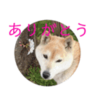 柴犬メルのスタンプ（個別スタンプ：5）