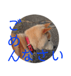 柴犬メルのスタンプ（個別スタンプ：6）