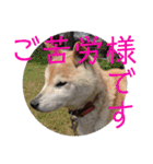 柴犬メルのスタンプ（個別スタンプ：7）