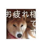 柴犬メルのスタンプ（個別スタンプ：8）
