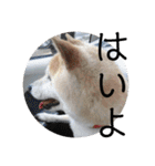 柴犬メルのスタンプ（個別スタンプ：9）