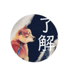 柴犬メルのスタンプ（個別スタンプ：10）