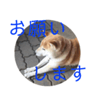 柴犬メルのスタンプ（個別スタンプ：11）