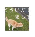柴犬メルのスタンプ（個別スタンプ：12）