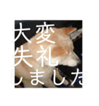 柴犬メルのスタンプ（個別スタンプ：13）