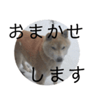 柴犬メルのスタンプ（個別スタンプ：14）