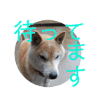柴犬メルのスタンプ（個別スタンプ：16）