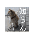 柴犬メルのスタンプ（個別スタンプ：17）