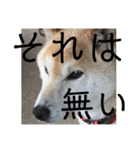柴犬メルのスタンプ（個別スタンプ：18）