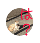 柴犬メルのスタンプ（個別スタンプ：19）
