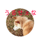 柴犬メルのスタンプ（個別スタンプ：20）