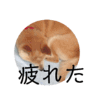 柴犬メルのスタンプ（個別スタンプ：21）