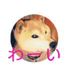 柴犬メルのスタンプ（個別スタンプ：22）