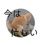 柴犬メルのスタンプ（個別スタンプ：23）