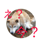 柴犬メルのスタンプ（個別スタンプ：24）