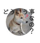 柴犬メルのスタンプ（個別スタンプ：26）