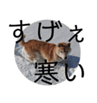 柴犬メルのスタンプ（個別スタンプ：27）