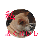 柴犬メルのスタンプ（個別スタンプ：28）
