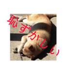 柴犬メルのスタンプ（個別スタンプ：29）