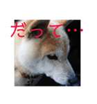 柴犬メルのスタンプ（個別スタンプ：31）