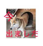 柴犬メルのスタンプ（個別スタンプ：32）