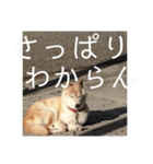 柴犬メルのスタンプ（個別スタンプ：34）